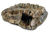 Fossil Woolly Mammoth Lower M Molar - Hungary #370355-4